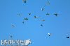 FTC-Chelsea_1-2_20140810_028